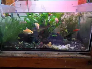 Gold Fish with Tank