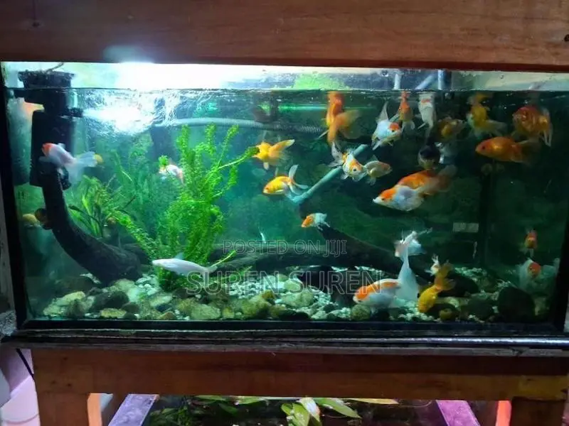 Gold Fish with Tank