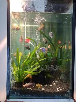 Gold Fish with Tank