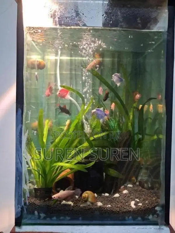 Gold Fish with Tank