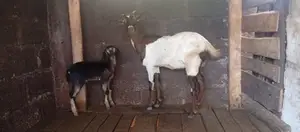 சானா ஆடு