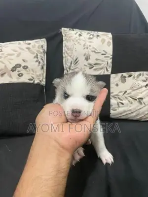 Husky Puppies