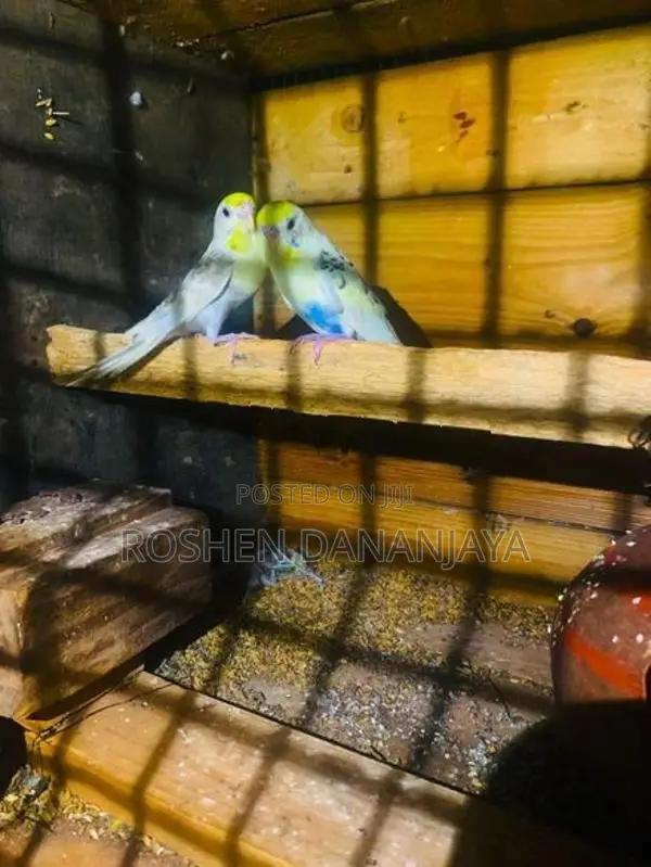 Love Birds