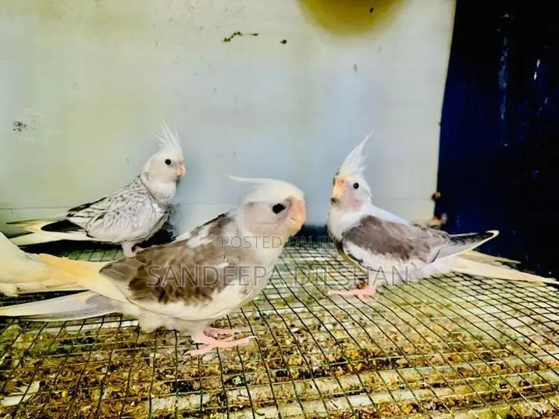 Cocktail Birds