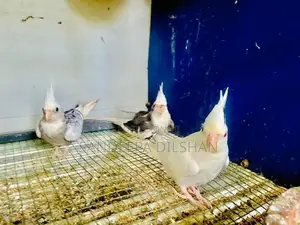 Cocktail Birds