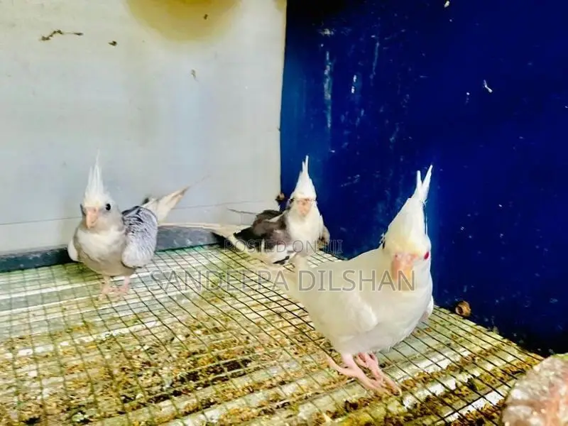 Cocktail Birds