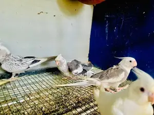 Cocktail Birds