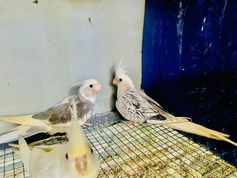 Cocktail Birds