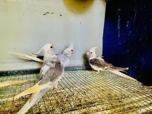 Cocktail Birds