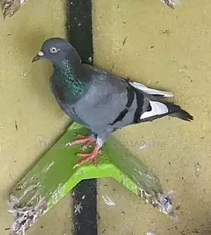 Pigeons