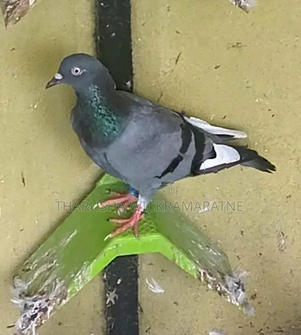 Pigeons