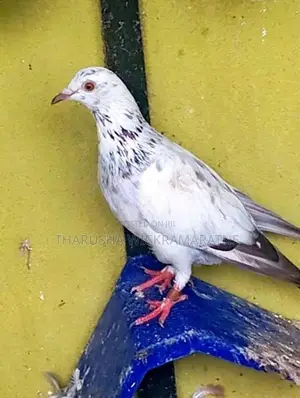 Pigeons