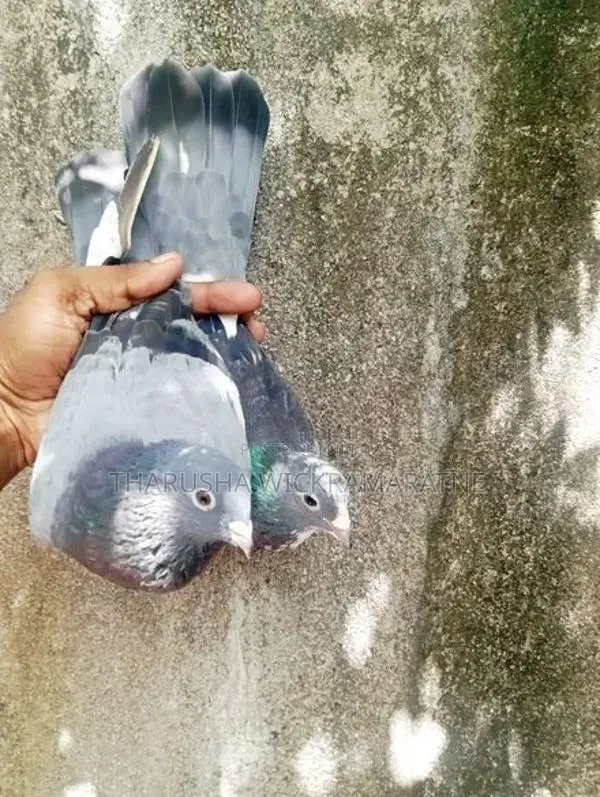 Pigeons