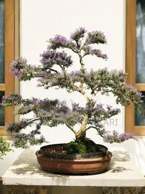 Bonsai Plants