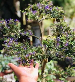 Bonsai Plants