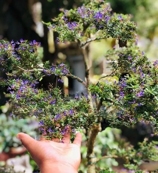 Bonsai Plants