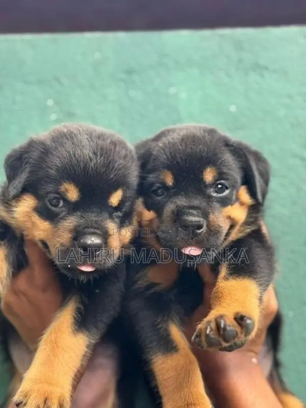 Rottweiler Puppies