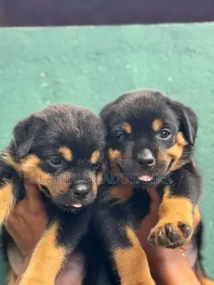 Rottweiler Puppies