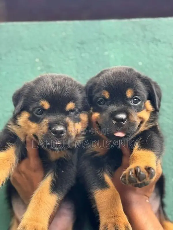 Rottweiler Puppies
