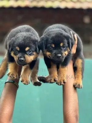 Rottweiler Puppies