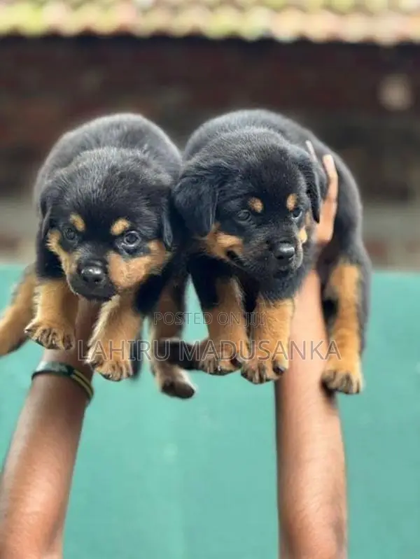Rottweiler Puppies