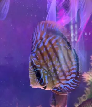 Discus 12cm Pair