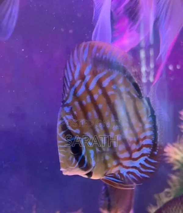 Discus 12cm Pair