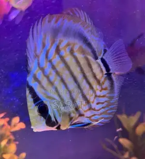 Discus 12cm Pair