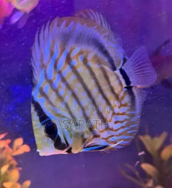 Discus 12cm Pair