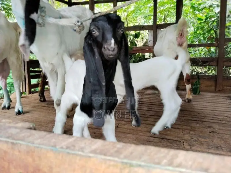 Goat Kids