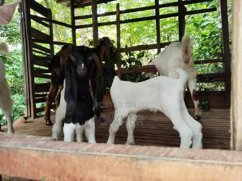 Goat Kids