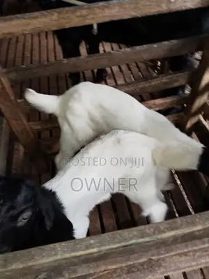 Goat Kids