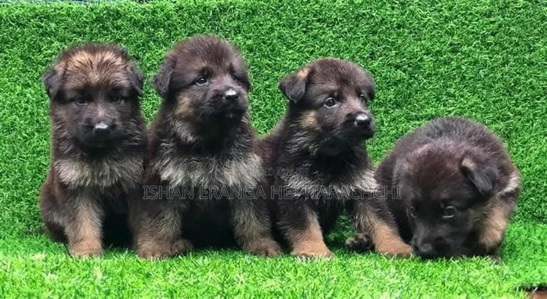 German Shepherd Puppies