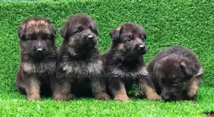 German Shepherd Puppies