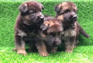 German Shepherd Puppies