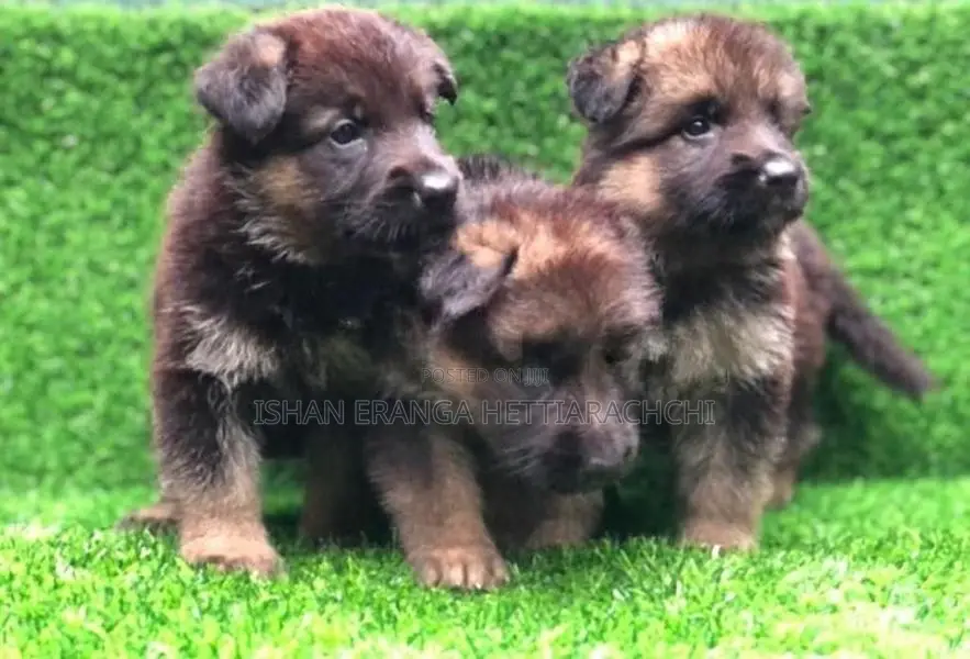 German Shepherd Puppies