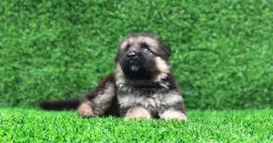 German Shepherd Puppies