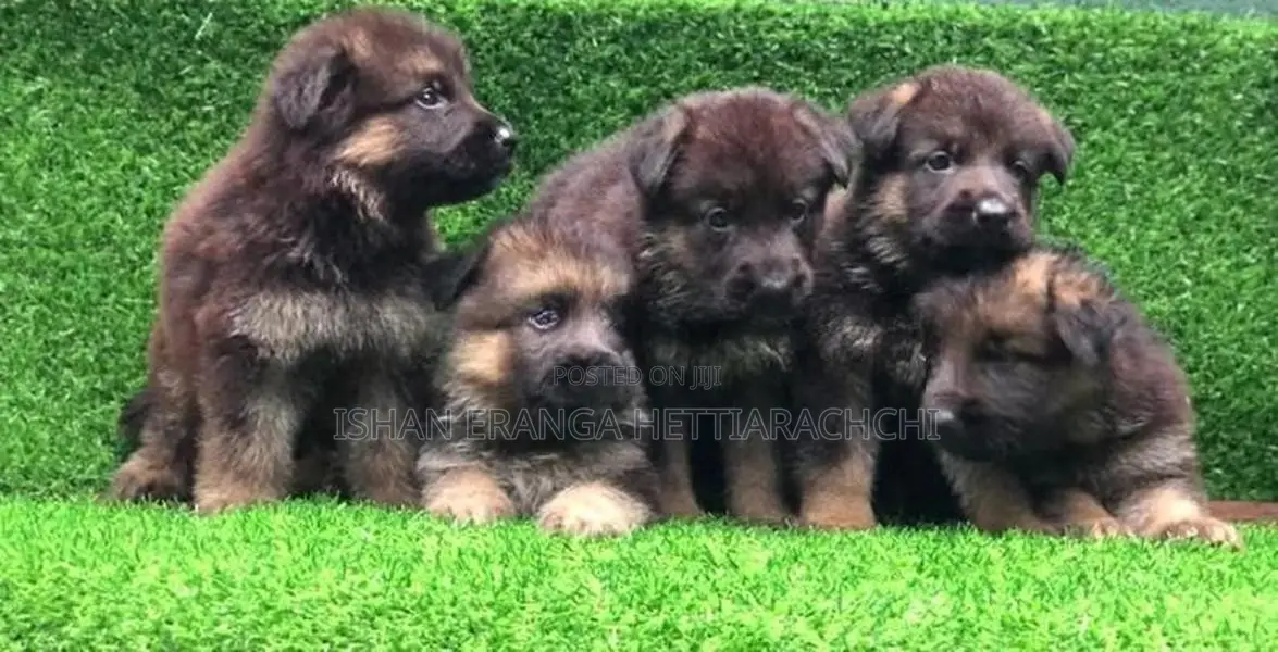 German Shepherd Puppies