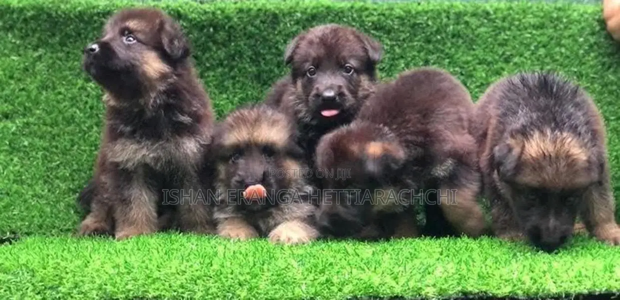 German Shepherd Puppies