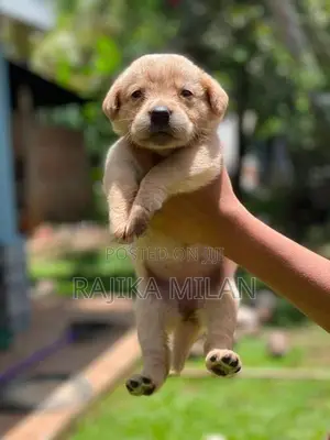 Labrador Puppies