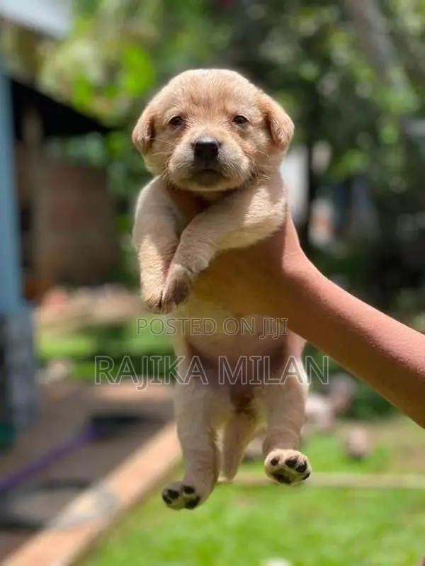 Labrador Puppies