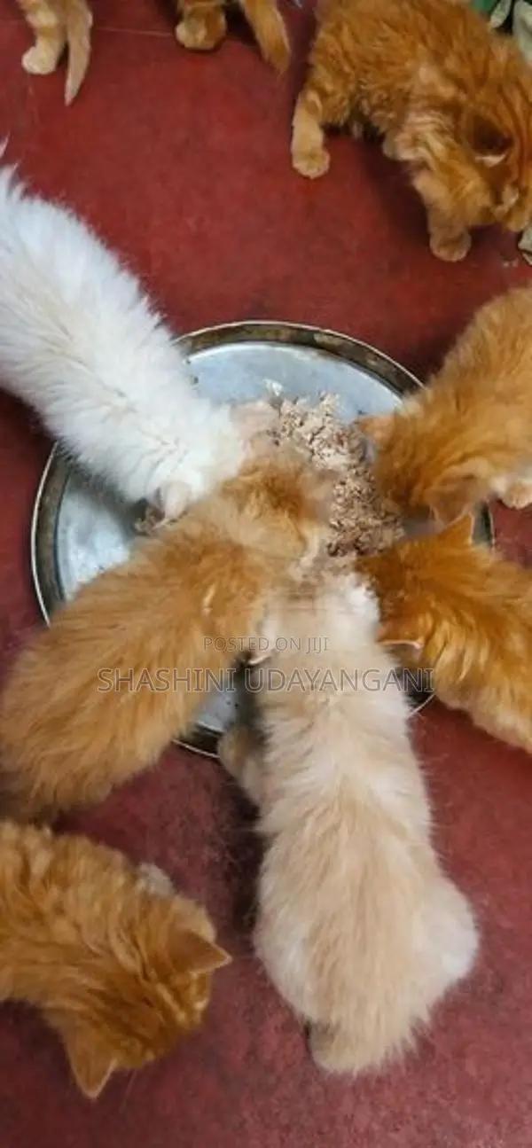 Persian Cat
