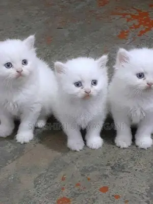 Persian Cat
