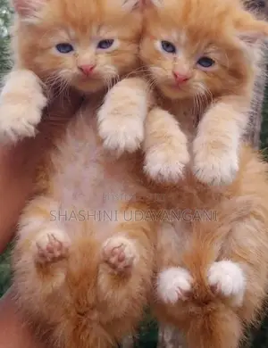 Persian Cat