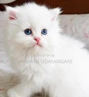 Persian Cat