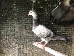Pigeon Sell Timer