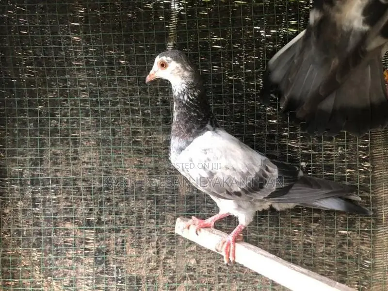 Pigeon Sell Timer