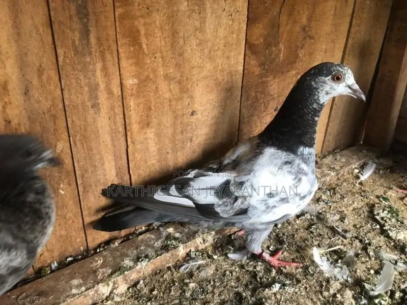 Pigeon Sell Timer