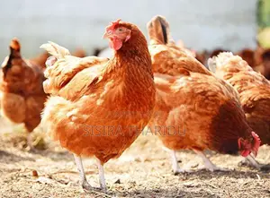 R I කිකිලියන් Hen