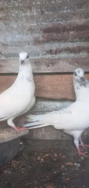 Timing Pigeon